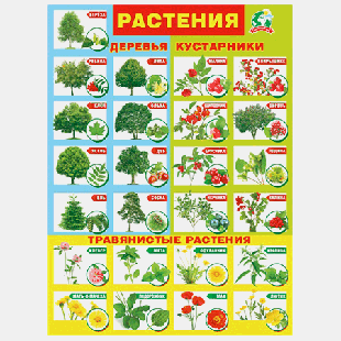 Плакат ' Мир поздравлений ' 941 А2 Растения