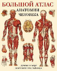 Большой атлас анатомии человека