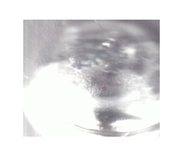 Растущие в воде ' Динозавры ' шар d=8см, поместить в воду и через 12ч игрушка увеличится вдвое, а через 24ч - в три раза, картонная упаковка 24*33*8см